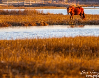 Assateague Pony at Sunrise, Assateague Island, Assateague National Seashore, Wild Horses, Maryland, Pony