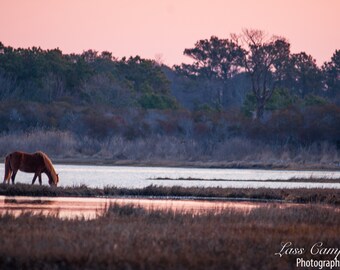 Assateague Pony & Pink Sunrise, Assateague Island, Assateague National Seashore, Wild Horses, Maryland, Pony