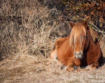 Chestnut Pony Laying Down, Assateague Island, Assateague National Seashore, Wild Horses, Maryland, Pony