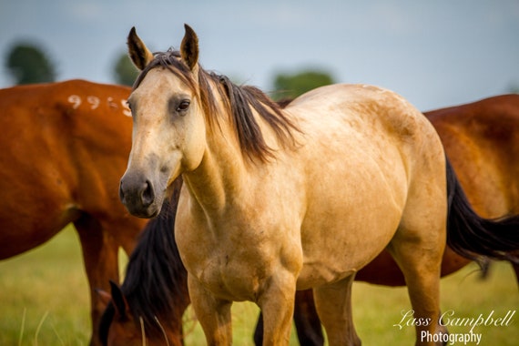 Buckskin Mare Mustang Wild Horse Ranch Oklahoma - Etsy