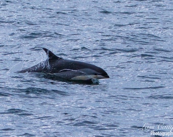 Dolphin, Massachusetts, Ocean, Whale, Whale Watching