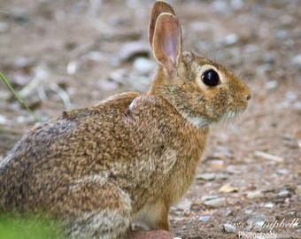 Wild Rabbit, Wichita Mountains National Wildlife Refuge, Oklahoma, wildlife