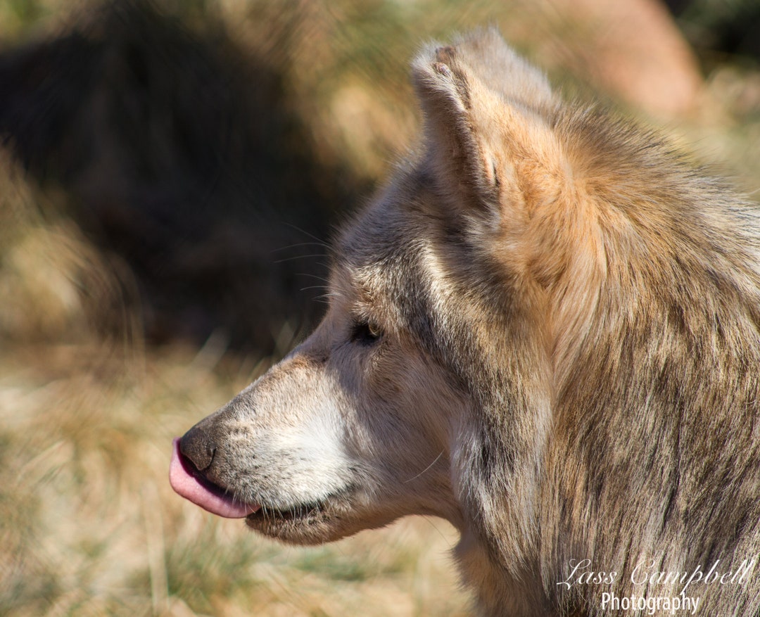 Wolves In Oklahoma Red Wolf, Oklahoma, Oklahoma City, Oklahoma City Zoo, Zoo - Etsy