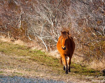 Bay Assateague Pony, Assateague Island, Assateague National Seashore, Wild Horses, Maryland, Pony