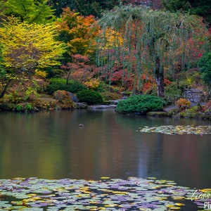 Water Lily Pond and Willow, Fall Color, fall foliage, Garden, Japanese Garden, Pacific Northwest, Seattle, Washington