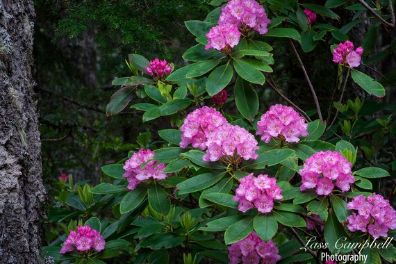 Pacific Rhododendron, Mount Walker, Olympic National Forest, Washington,  Wildflowers, Pacific Northwest - Etsy