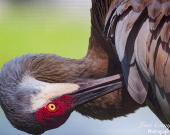 Sandhill Crane, Florida