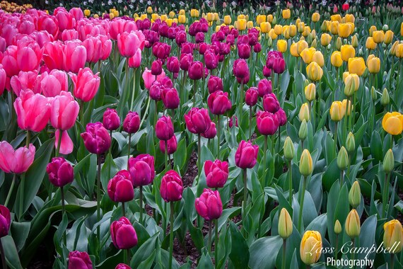 Tulip Garden Tulip Festival Skagit Valley Washington Etsy