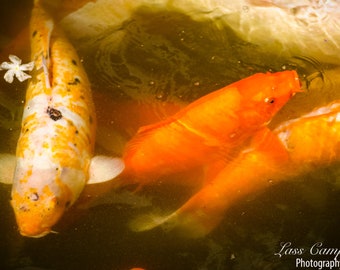 Koi Fish, Byodo-in Temple, Hawaii, Oahu, Valley of the Temples