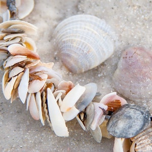May include: A collection of seashells arranged in a circular pattern on a sandy beach. The shells are a mix of white, beige, and pink, with some having a more textured surface.