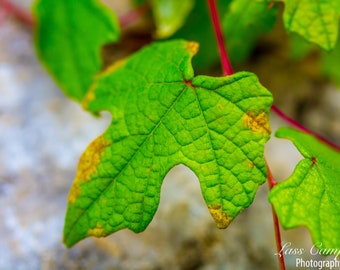 Garden Leaf, Austin, Texas