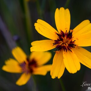 Greenthread, Austin, Texas, Wildflowers
