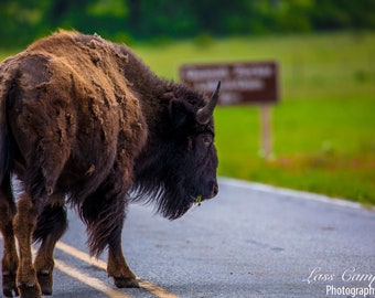 Bison, Wichita Mountains, National Wildlife Refuge, Spring, Oklahoma, Wildlife