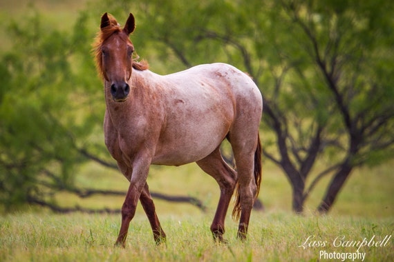 Red Roan Mare, Mustang, Wild Horse, Chickasaw Ranch, Oklahoma - Etsy