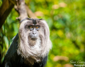 Löweschwanz Macaque, Seattle, Washington, Wildtiere, Woodland Park Zoo, Zoo