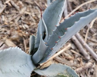 Agave Cornelius - アガベ・コーネリアス- 美國波浪黃覆輪- 龍舌蘭専門