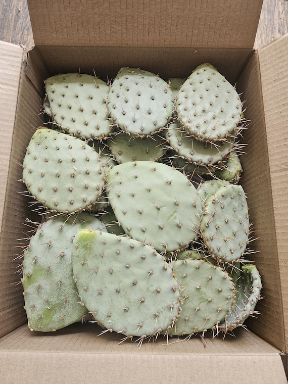 Mojave Desert Prickly Pear Cactus (opuntia Phaeacantha) (tulip Prickly Pear)  3 Pads 4-7" [cold Hardy -20F, CA Native] - Etsy
