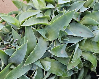 100 Agave Vilmoriniana Seeds; Amolé; Octupus Agave;