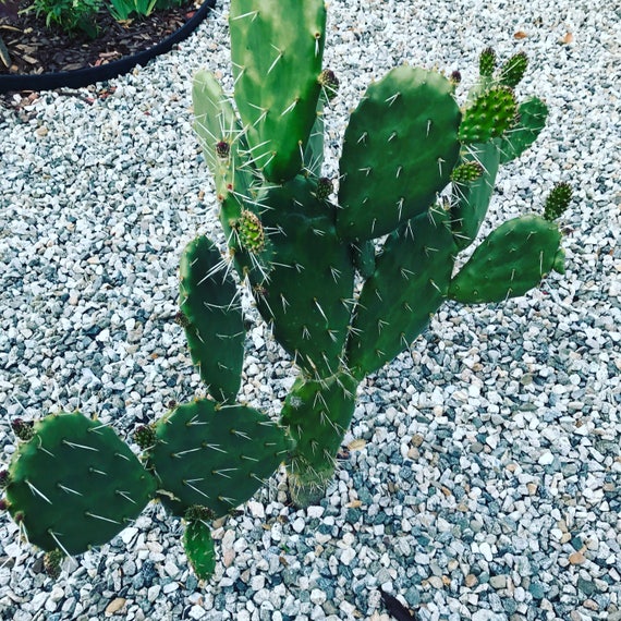 24 Wholesale Cactus Peeler - at 