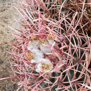 Echinocactus Polycephalus seeds - cotton top/ red barrel cactus, 125 seeds