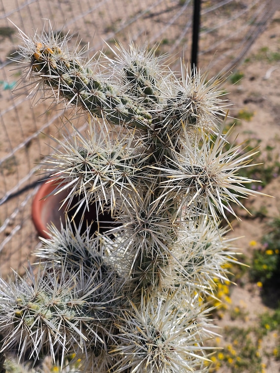 Silver Cholla Cactus, Cylindropuntia Echinocarpa, Cuttings/branches; 3  Cuttings 4-8" Tall [cold Hardy -20F, CA Native] - Etsy
