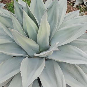 May include: A large, light blue-green agave plant with sharp, pointed leaves. The plant has a symmetrical, rosette shape, with leaves radiating outwards. The tips of the leaves have a darker, reddish-brown hue. The background includes other plants and brown soil.