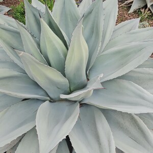 Agave Ovatifolia X Victoriae-Reginae 'Sho-Time' Hybrid Starter Plant - 2.5 To 3.5 Inch