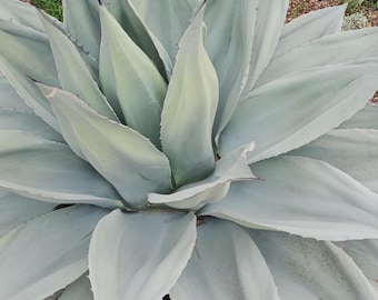Agave Ovatifolia Whale's Tongue 