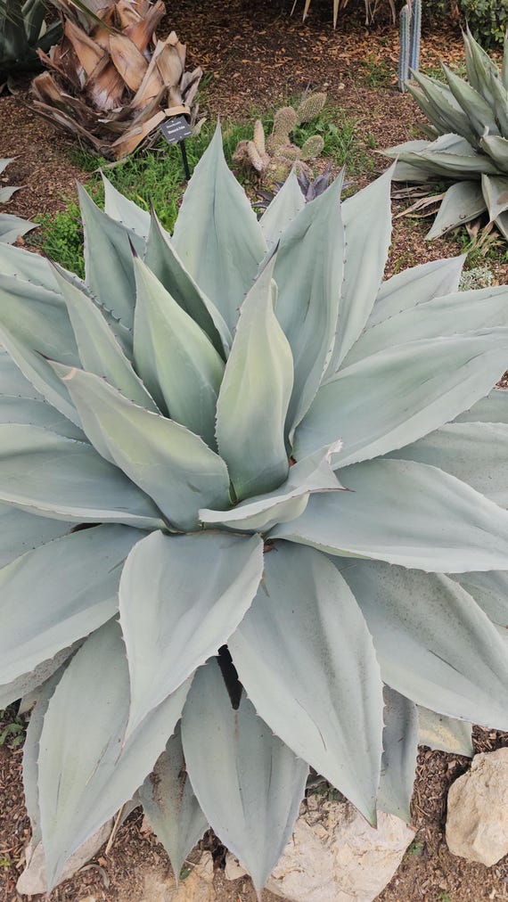 agave cvijet Agave Blue Flame Cactii main image 1