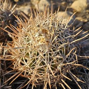 Echinocactus Polycephalus subs. xeranthemoides seeds - cotton top/ gold barrel cactus, 125 seeds