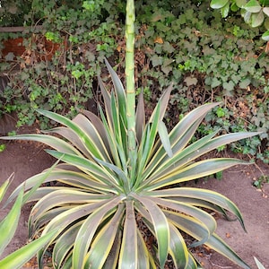 Variegated Agave Desmettiana bulbils, 2-4&quot; plant, 5 pack