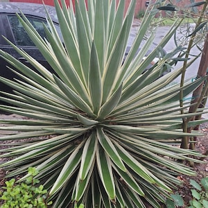Agave Angustifolia subspecies Marginata Seeds (100) [Carribean Agave]