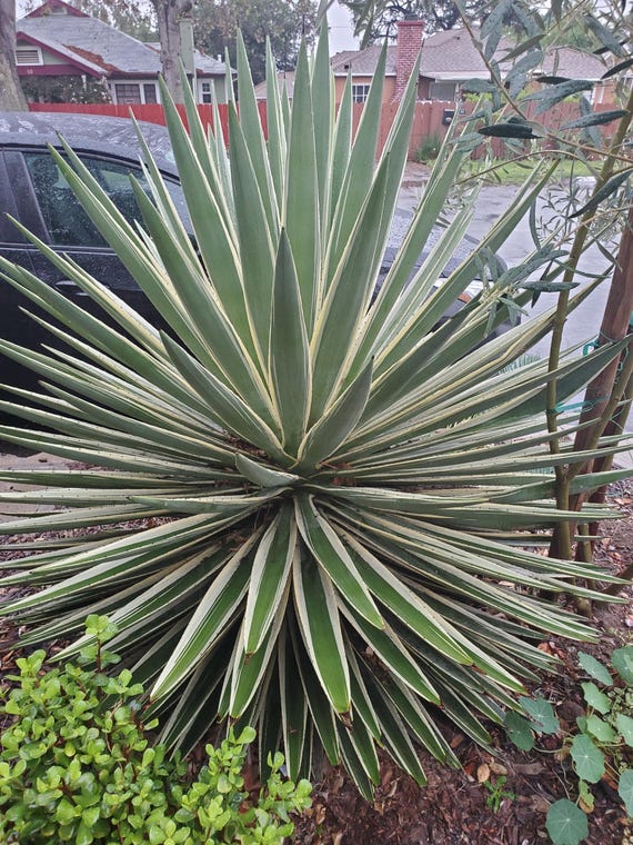 Agave Angustifolia subspecies Marginata Seeds (100) [Carribean Agave]