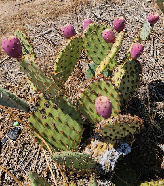 Mojave Desert Prickly Pear Cactus (opuntia Phaeacantha) (tulip Prickly  Pear) 3 Pads 4-7" [cold Hardy -20F, CA Native] - Etsy
