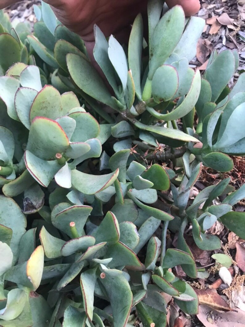 Crassula Ovata �blue bird� Jade plant succulent Etsy