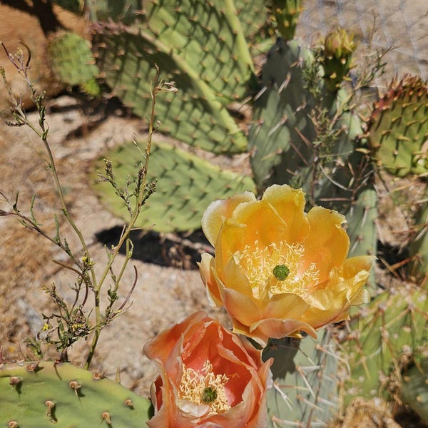 Opuntia Littoralis, California Prickly Pear, Coastal Prickly pear, 3 pads 4-7" tall [CA Native, cold hardy to 14F]