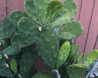 Cochinel Cactus, Opuntia Cochenillifera, pads (Nopales) (large 12"x12"x6" box full)