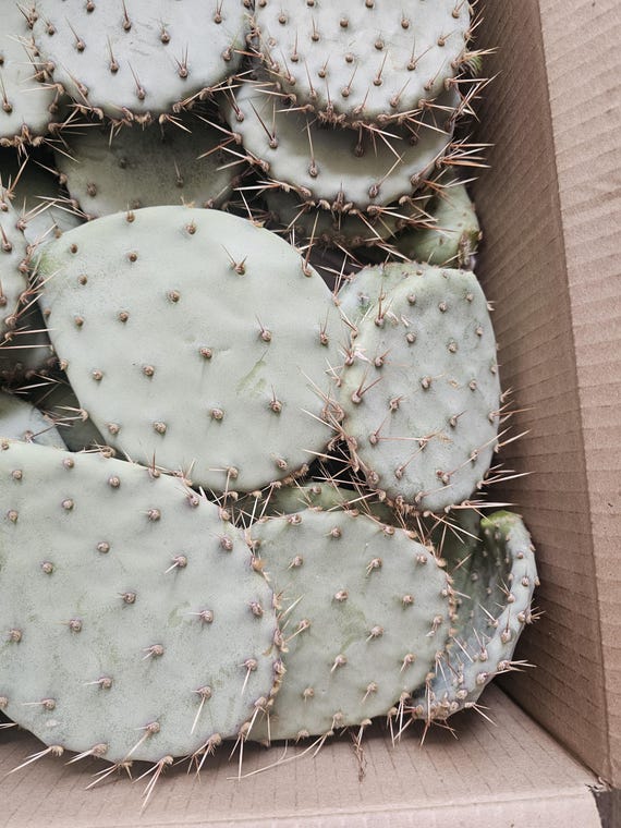 Mojave Desert Prickly Pear Cactus (opuntia Phaeacantha) (tulip Prickly  Pear) 3 Pads 4-7" [cold Hardy -20F, CA Native] - Etsy
