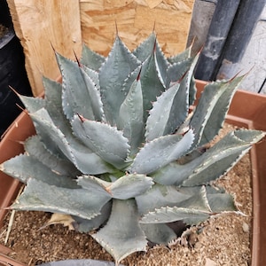 Agave Potatorum, cv. &#39;Cameron Blue&#39;, 10&quot; plant, shipped bare root