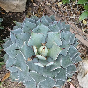 Agave Potatorum, cv. 'Cameron Blue', 4-6" plant