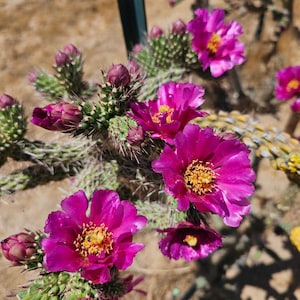 Opuntia Imbricata - Etsy