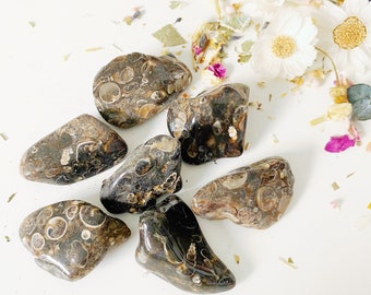 Turritella Agate
