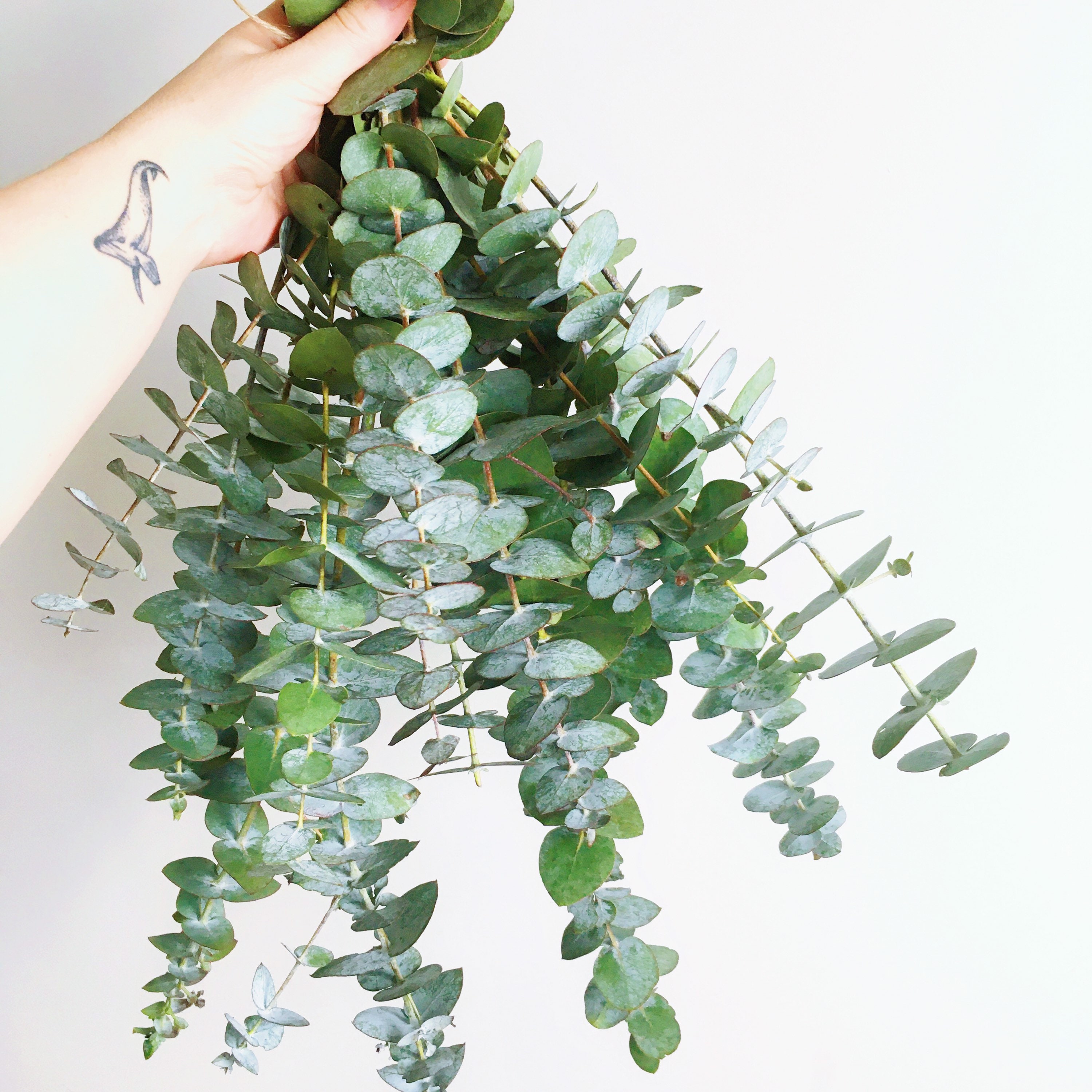 Eucalyptus Shower Bundle Chemical Free