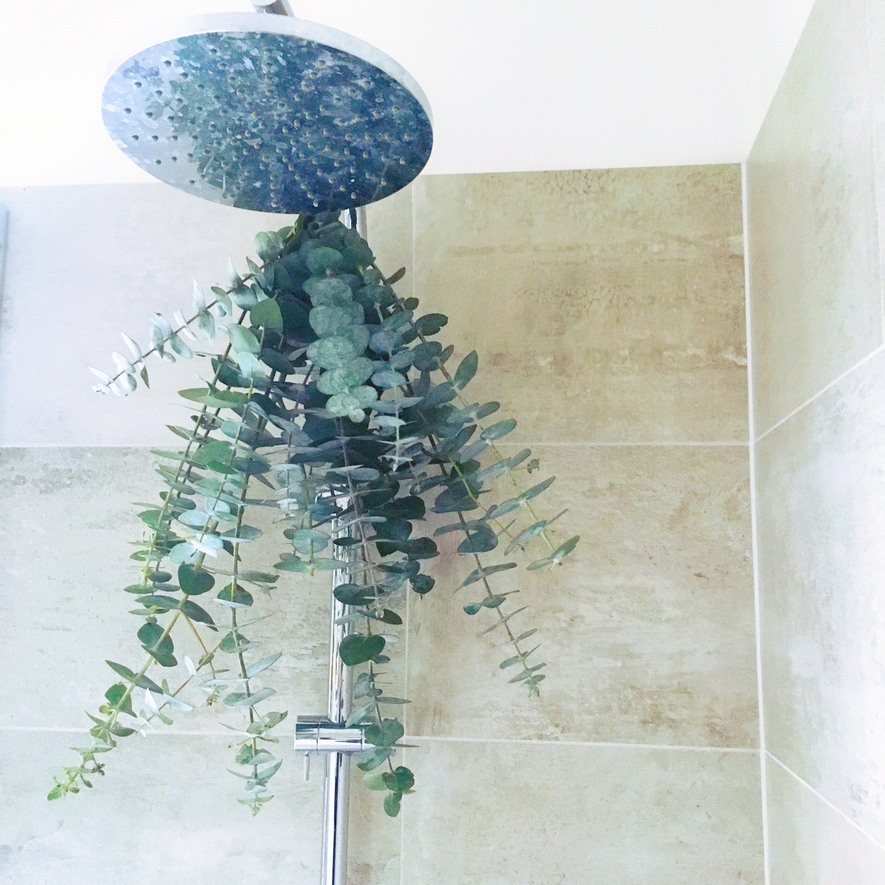 Eucalyptus Shower Bundle Chemical Free Etsy