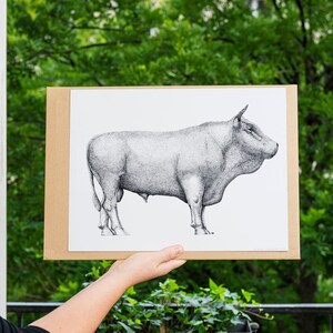 Abbildung: Laguiole-Stier.