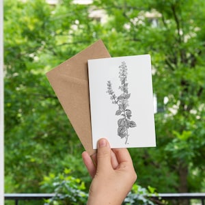 Ilustração: Chá de Aubrac, calamintha grandiflora.