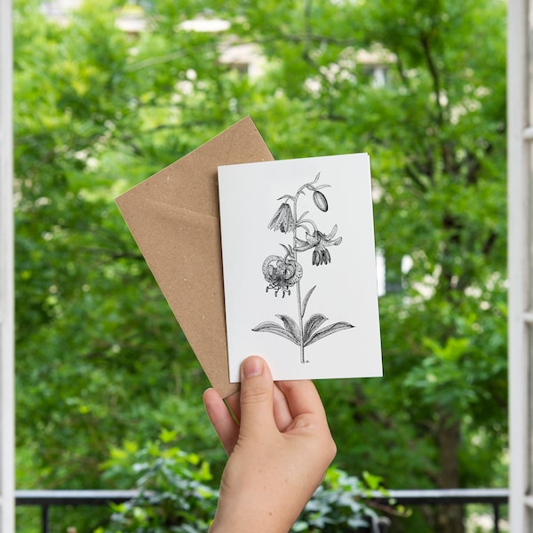 Illustration: Martagon lily, lilium martagon.