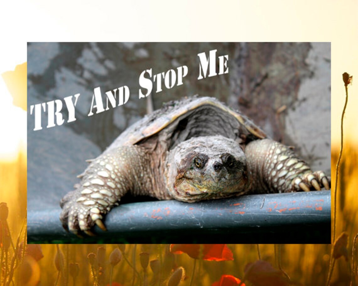 Spruchkarte Druck Schildkröte Druckbare Wandkunst Illustrierte Etsy