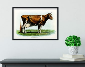 Framed Vintage cow Print, Natural history cow art print, framed cattle print, antique cow print, cow print A5 A4, A3, A2