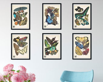 Set of 6 Framed Vintage Butterfly Print, Natural history butterflies Poster, butterfly Wall Art Print, frame print set